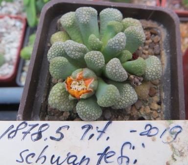 1878.5 titanopsis schwantesii