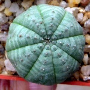 euphorbia obesa