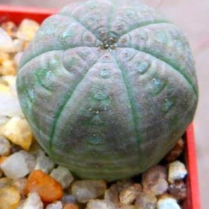 euphorbia obesa