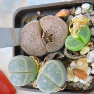 litops mix