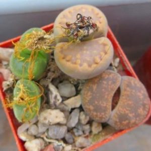 litops mix