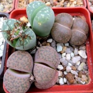 litops mix