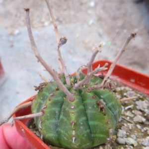 euphorbia valida