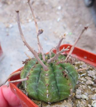 euphorbia valida