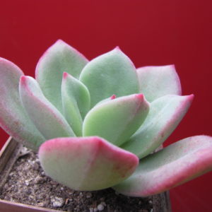 Echeveria pulvinata Ruby   hybr.
