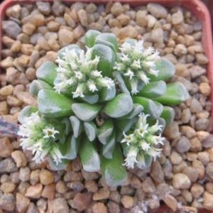 crassula celia