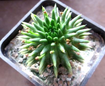 euphorbia suzannae