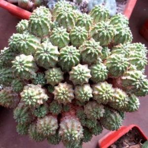 euphorbia phillipsioides