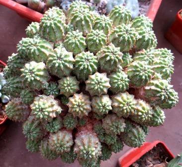 euphorbia phillipsioides