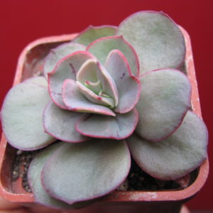Echeveria Suyon