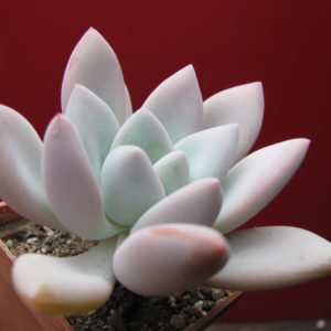 Pacheveria  Opalina