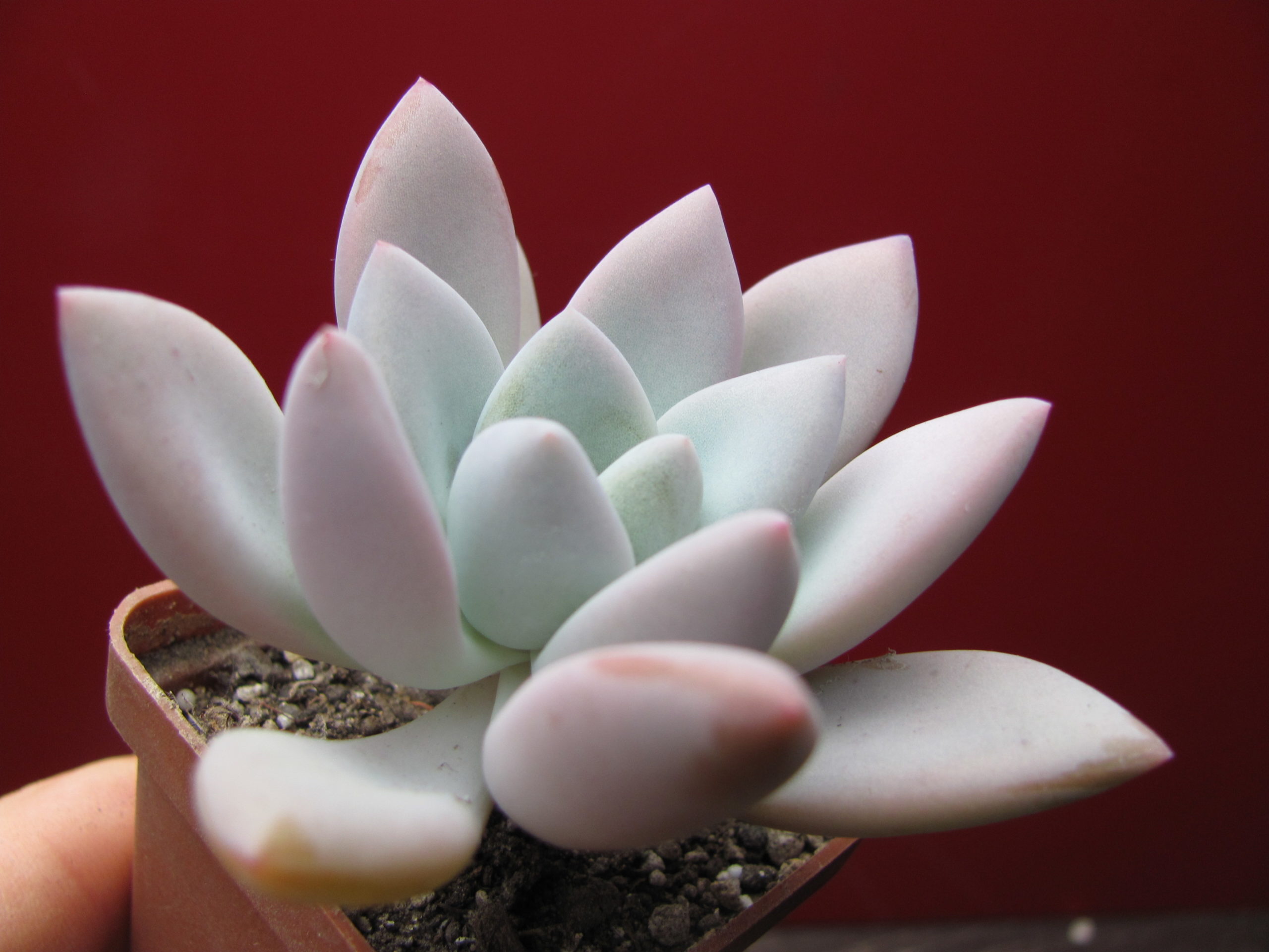 Pacheveria  Opalina