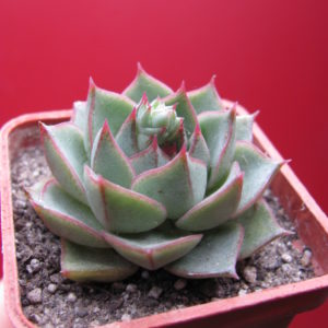 Echeveria  Fabiola
