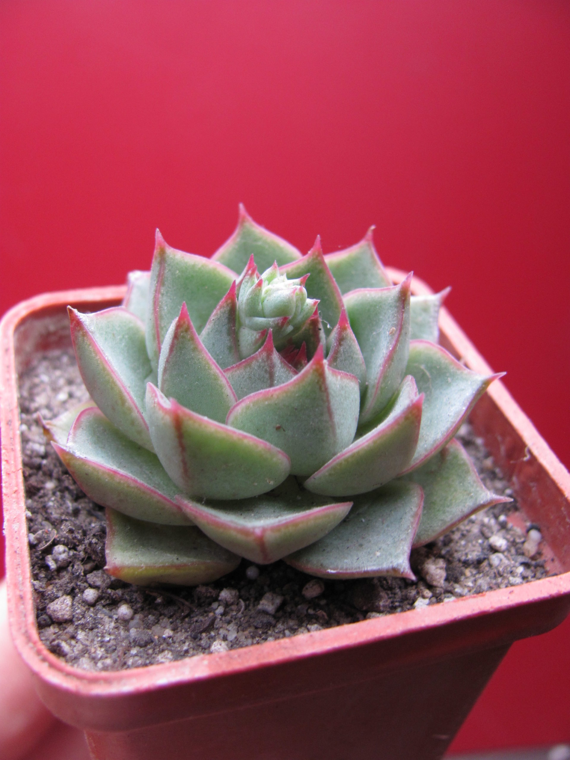 Echeveria  Fabiola