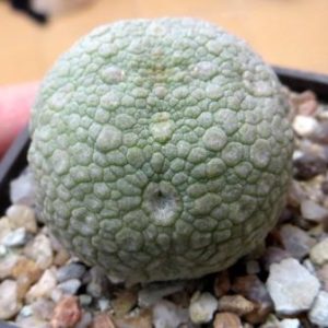 pseudolithos eylensis