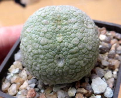 pseudolithos eylensis