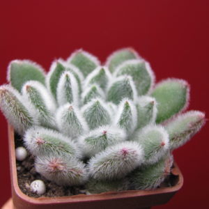 Echeveria  Doris Taylor