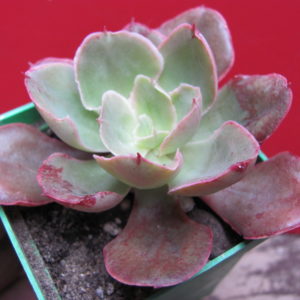 Echeveria Red Prince