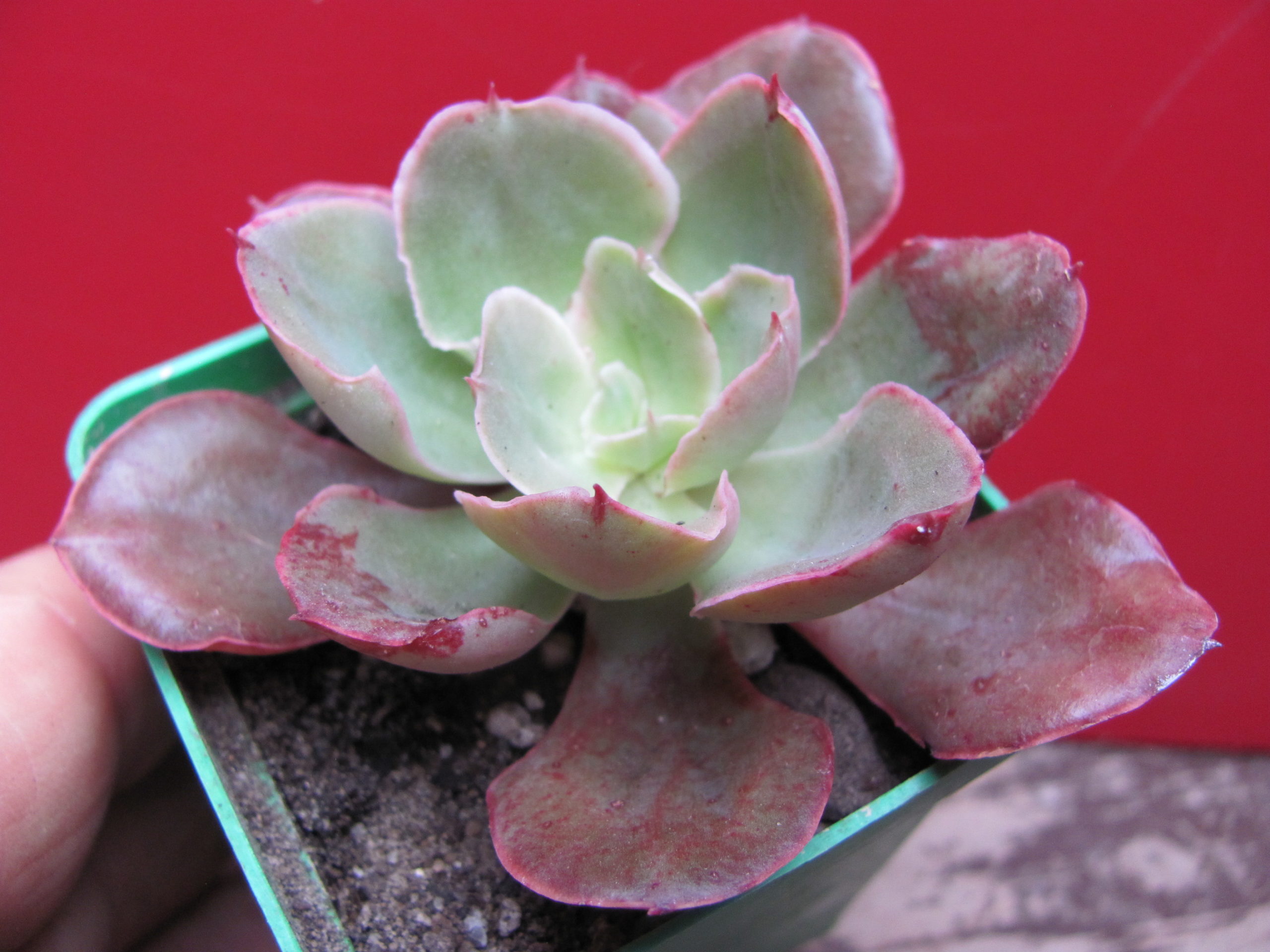 Echeveria Red Prince
