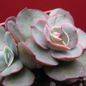 Echeveria Suyon