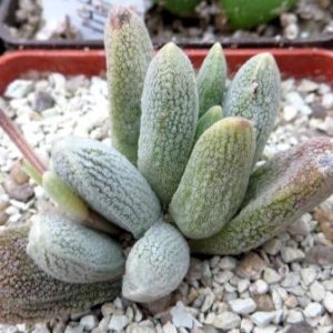 crassula tecta ЮАР