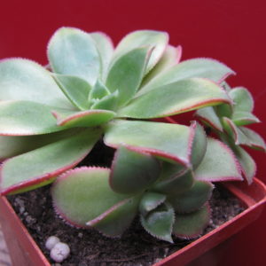 Aeonium Kiwi