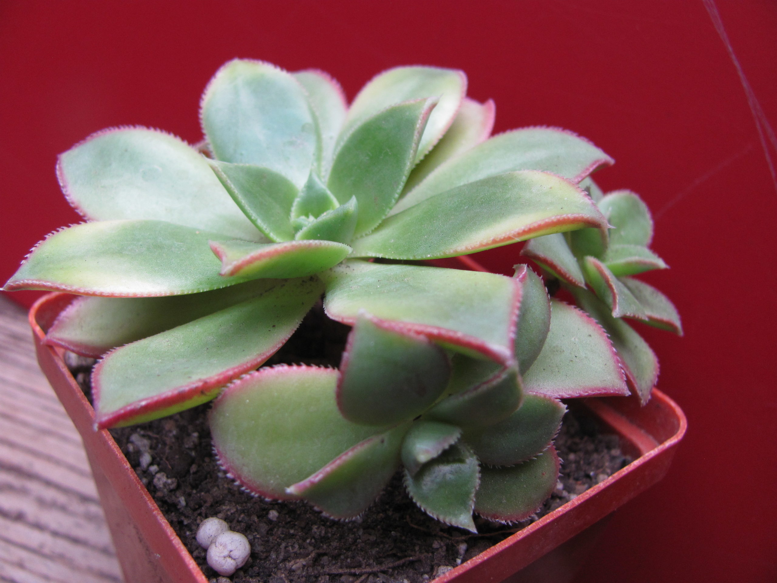 Aeonium Kiwi