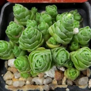 crassula emerald