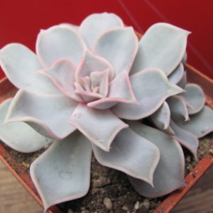 Echeveria lilacina Rosea