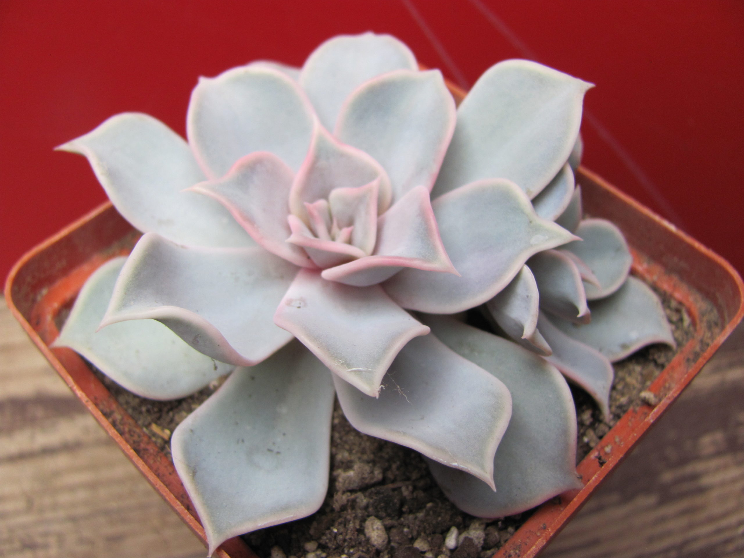 Echeveria lilacina Rosea