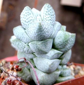 crassula deceptor сеянец