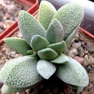 crassula tecta  не гибрид