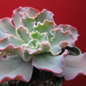 Echeveria Blue Curls