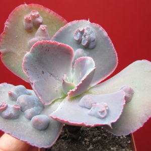 Echeveria  Raggamuffin