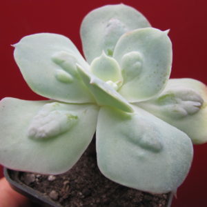 Echeveria Paul Bunyan
