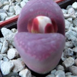 lithops optica rubra