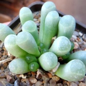 fenestraria rhopalophylla
