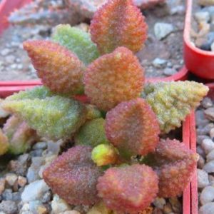 adromischus marianae hybrid