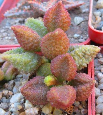 adromischus marianae hybrid