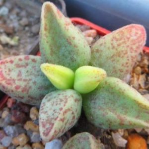 adromischus marianae hybrid
