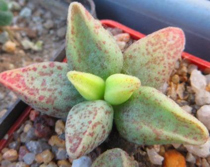adromischus marianae hybrid