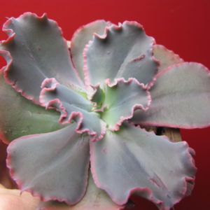 Echeveria Virginia Lee