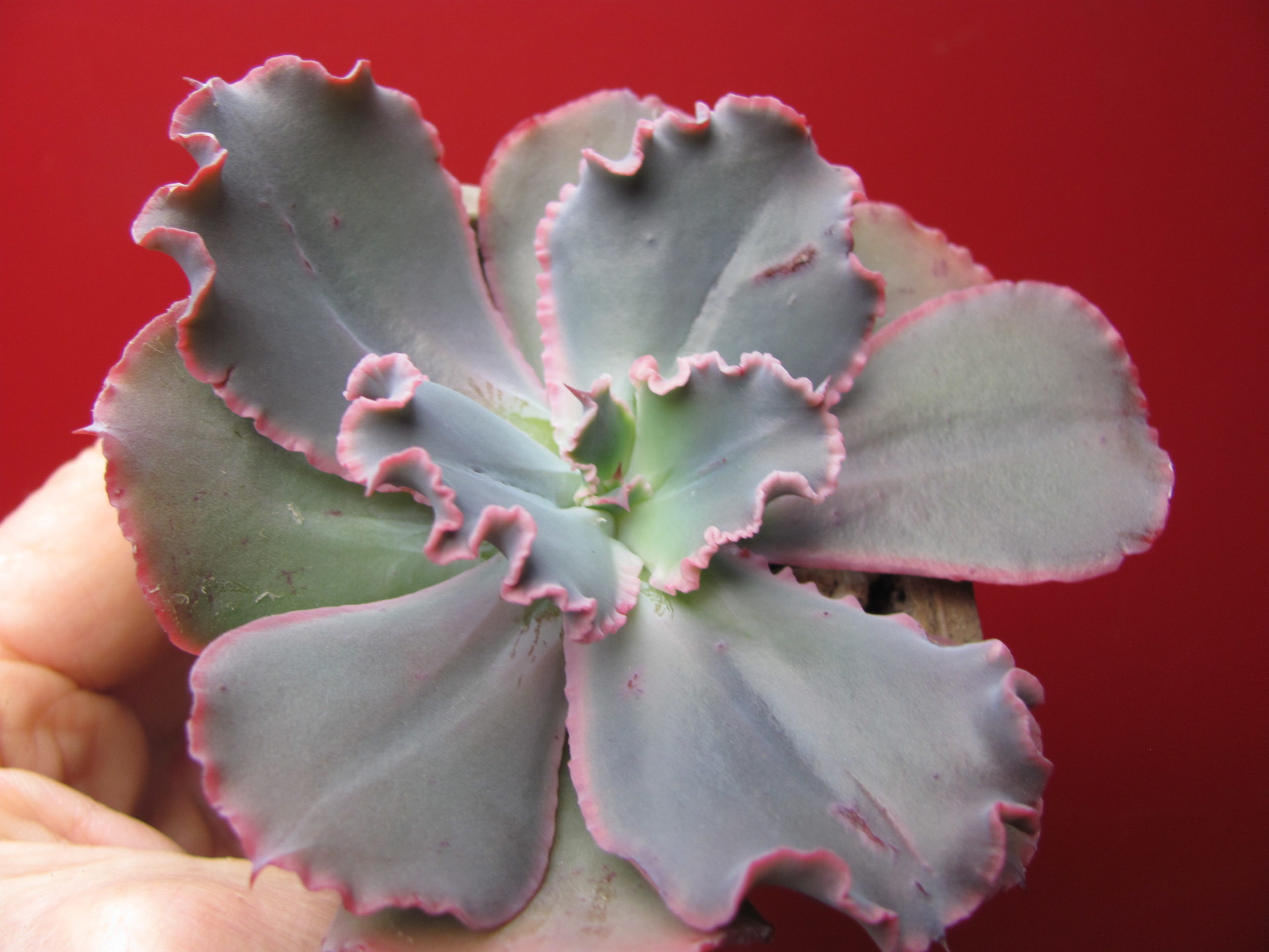 Echeveria Virginia Lee