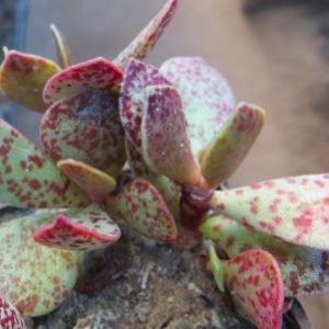 adromischus trigynus