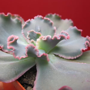 Echeveria  Virginia  Lee