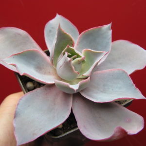 Echeveria   afterglow