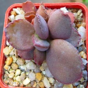 adromischus blosianus NBG 723\5 FR Namaqualand