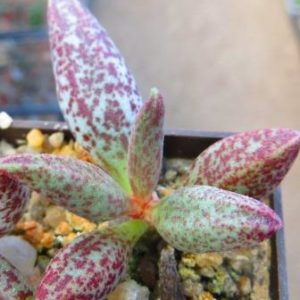 adromischus marianae hybrid
