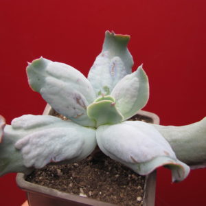 Echeveria  Culibra