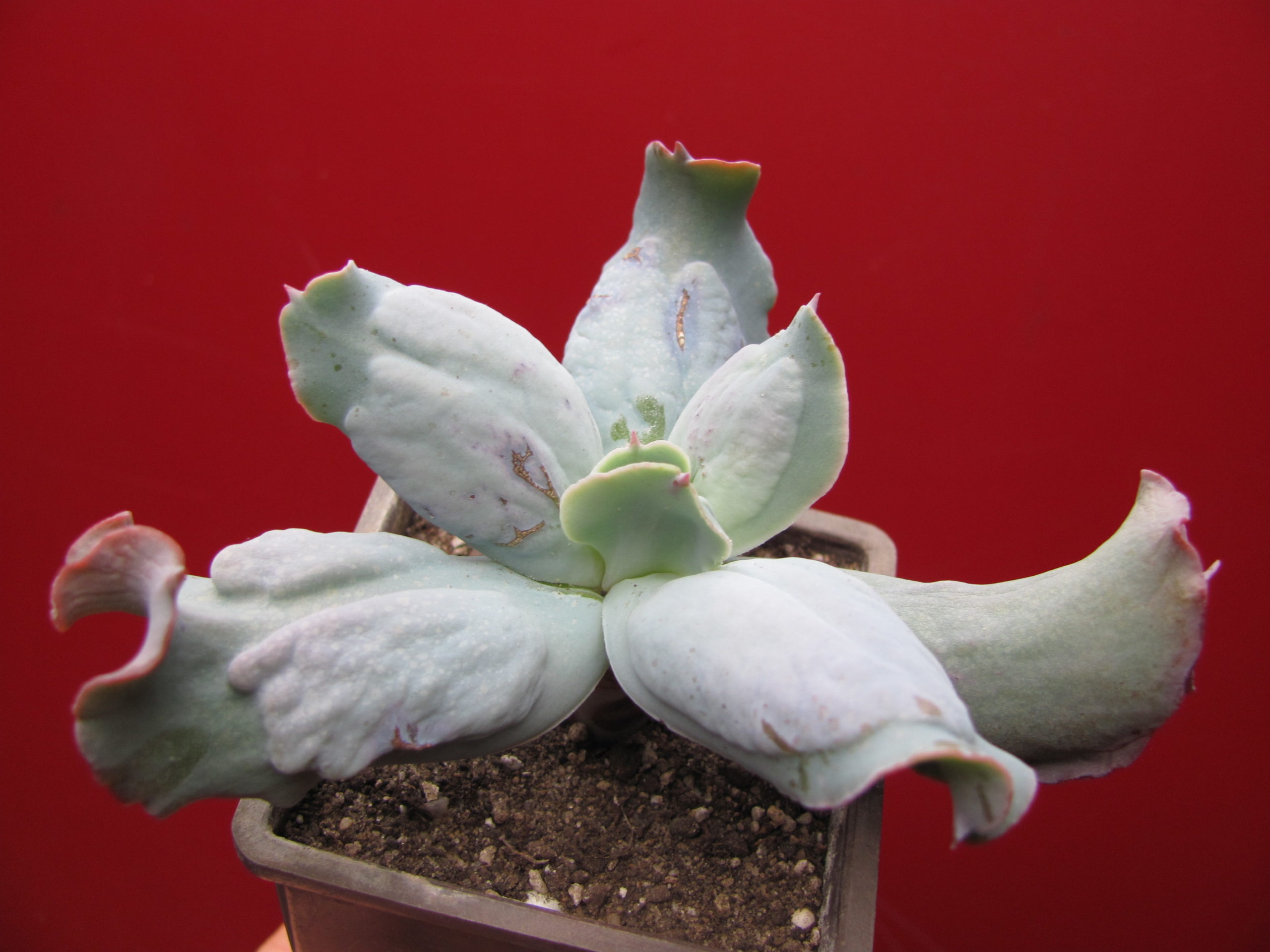 Echeveria  Culibra